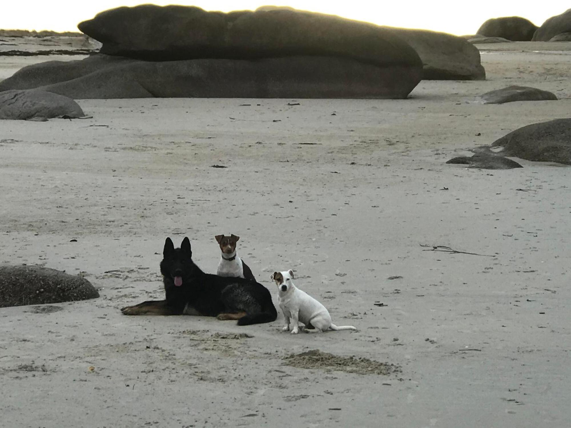 Homestay Manoir De Kerozet - - 3 Chiens